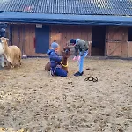 Zagroda Alpaka Chmielno