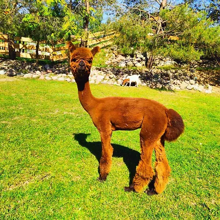 Zagroda Alpaka Holiday home *