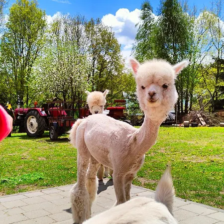 Zagroda Alpaka Hébergement de vacances *