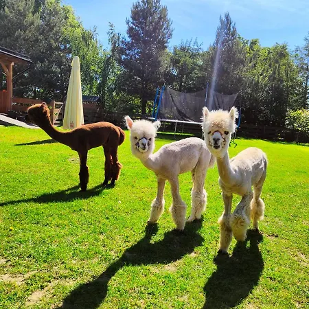 Zagroda Alpaka *