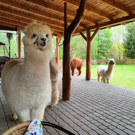 Zagroda Alpaka *