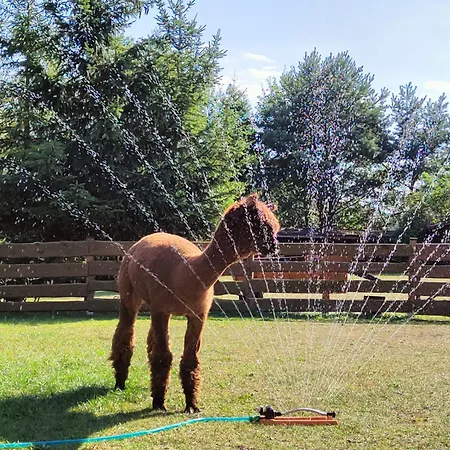 Zagroda Alpaka Hébergement de vacances Chmielno
