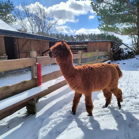 Zagroda Alpaka Semesterbostad