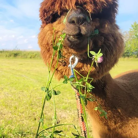 Zagroda Alpaka Semesterbostad