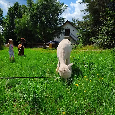 Zagroda Alpaka * Chmielno
