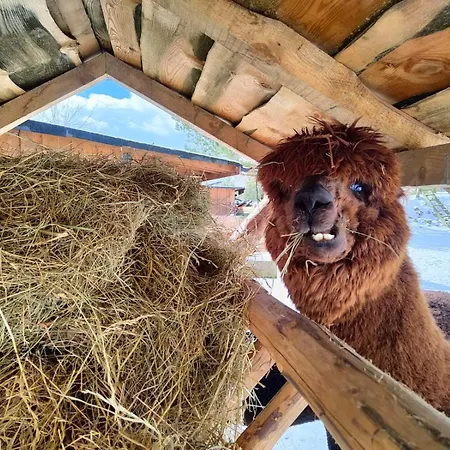 Semesterbostad Zagroda Alpaka *