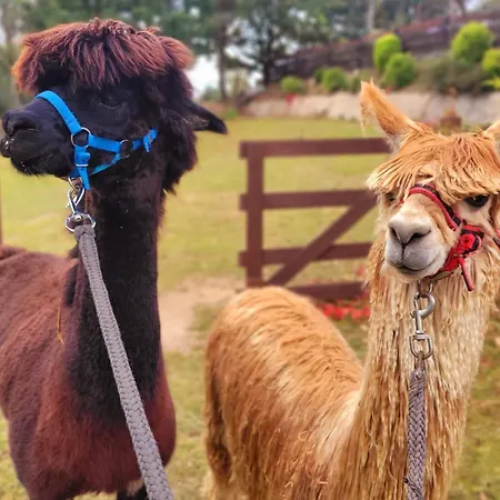 Zagroda Alpaka Chmielno