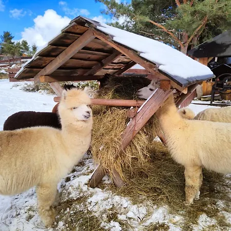 Semesterbostad Zagroda Alpaka *