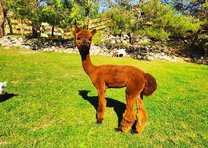 Zagroda Alpaka 度假居 *