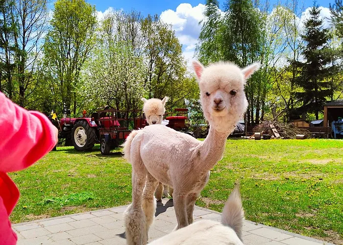 Zagroda Alpaka 度假居 *