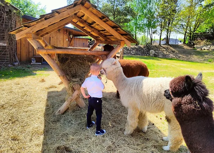 Zagroda Alpaka 切米诺