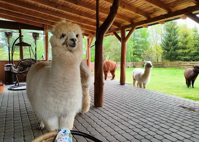 Zagroda Alpaka *