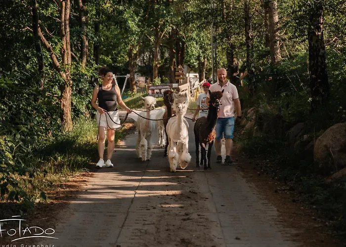 Zagroda Alpaka 切米诺