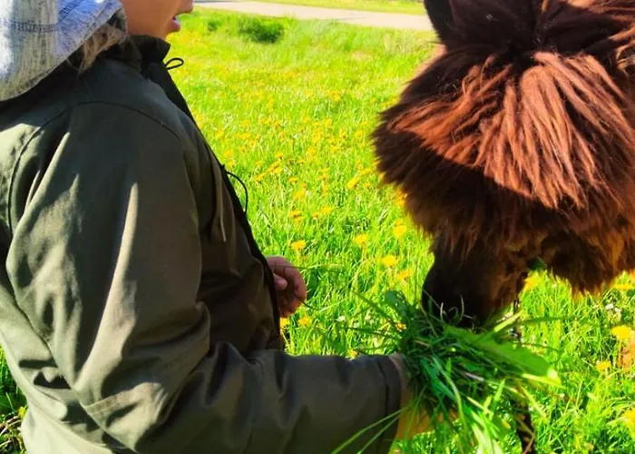 Zagroda Alpaka 度假居 切米诺