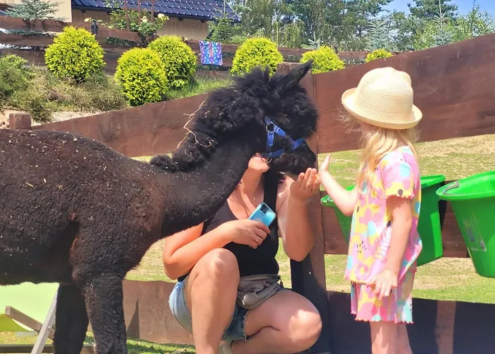 Zagroda Alpaka 切米诺