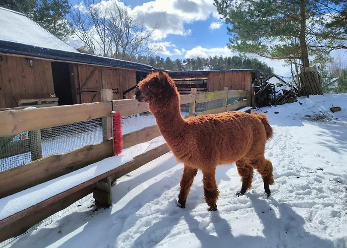 Zagroda Alpaka 度假居