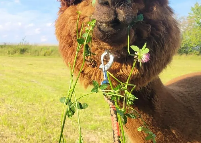 Zagroda Alpaka 度假居