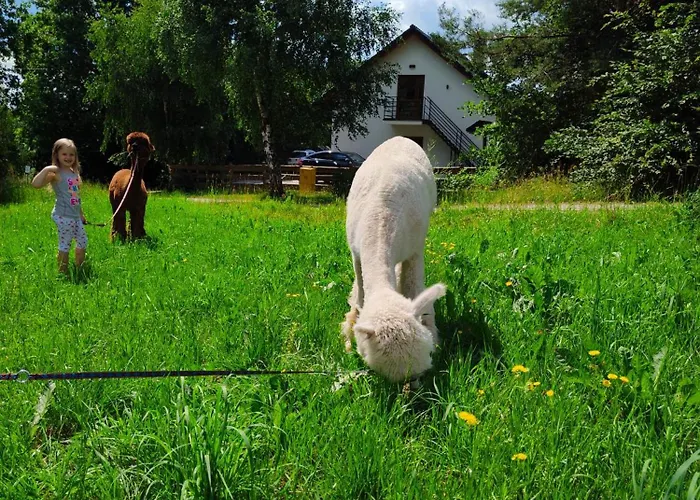 Zagroda Alpaka * 切米诺