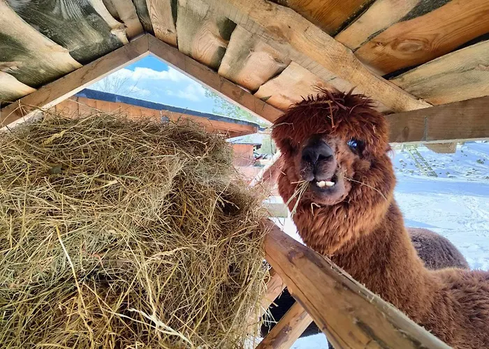 度假居 Zagroda Alpaka *