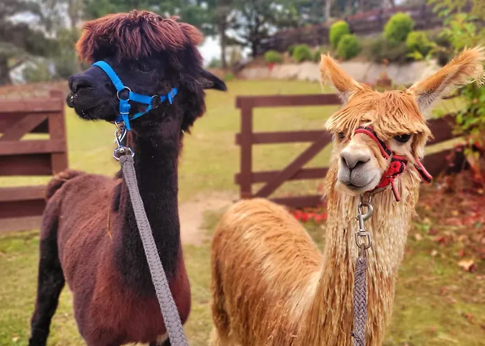 Zagroda Alpaka 切米诺